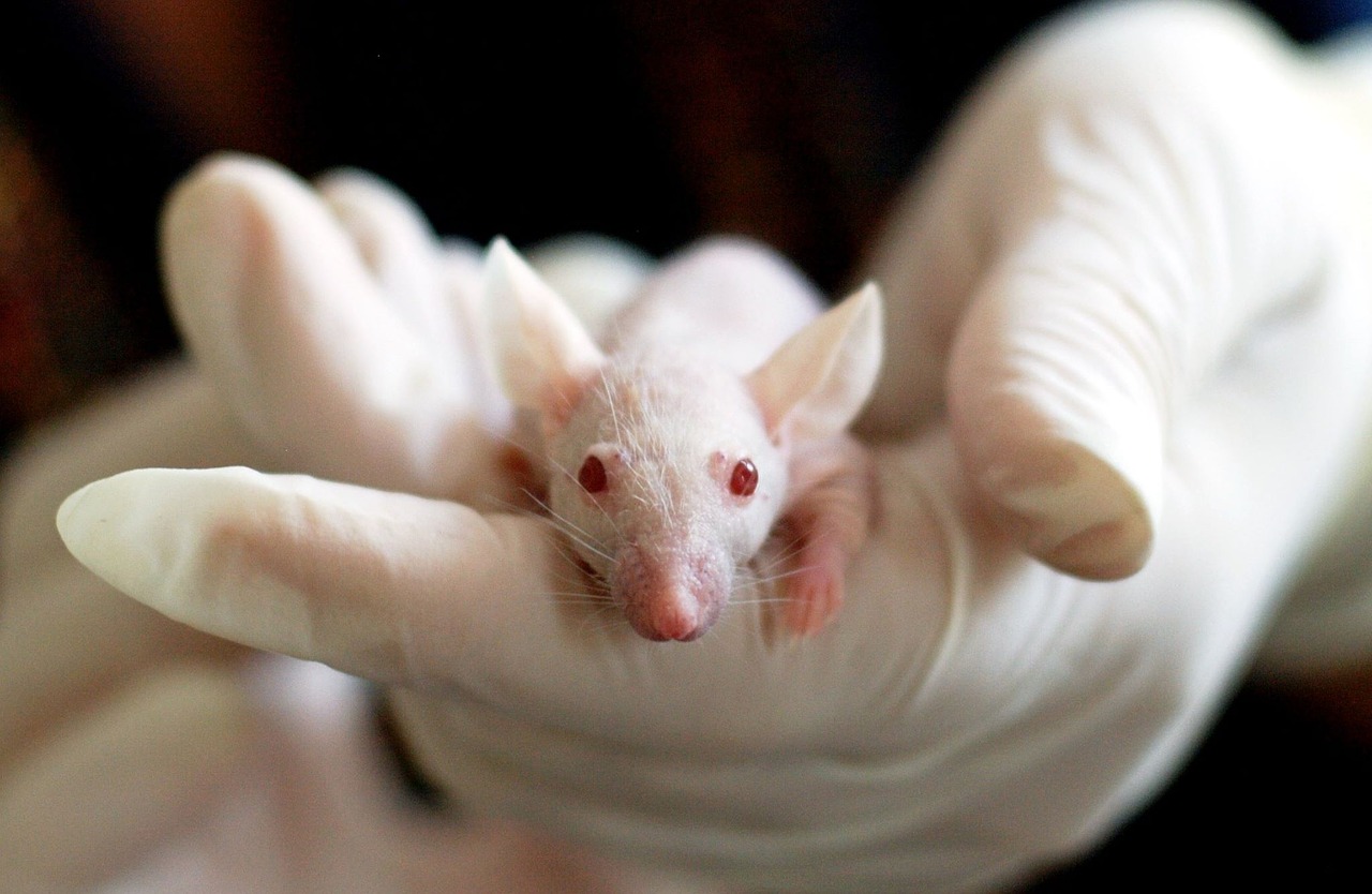 Testamento Biologico Cosa Prevede E Cosa Fare Assistiti Dall Avvocato